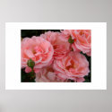 In a full bloom posters