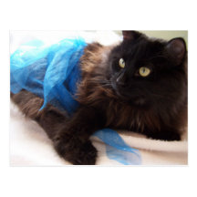 in a tutu Postcard 3