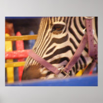 In a Zebra's Eye