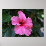 In Bloom posters