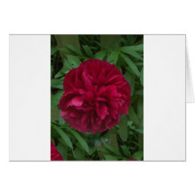 In Full Bloom Greeting Cards
