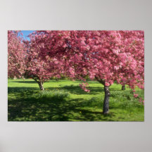In full bloom, Niagara Falls flowers Print