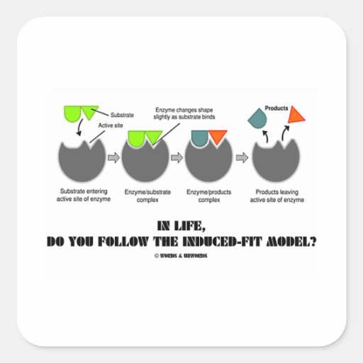 In Life Do You Follow The Induced-Fit Model? Stickers