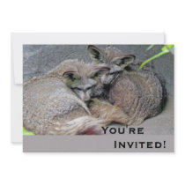 In Love Foxes
