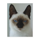 In Memory of Mushu Postcard