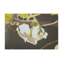 In My Garden, Dark Embossed Gourd Flower Stretched Canvas Print