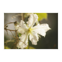 In My Garden, Dark Gourd Flower Gallery Wrapped Canvas