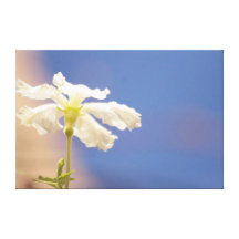 In My Garden, Gourd Flower Stretched Canvas Print