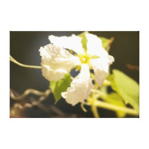 In My Garden,  Gourd Flower - Sun in my Face Stretched Canvas Print