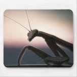 In Silhouette - Praying Mantis