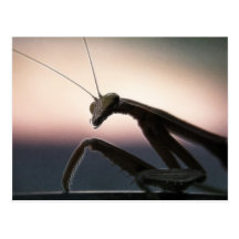 In Silhouette - Praying Mantis Post Card
