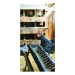In the Chicken Coop photo cards