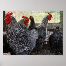 In The Chicken Coop Print
