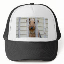 "In the Doghouse"