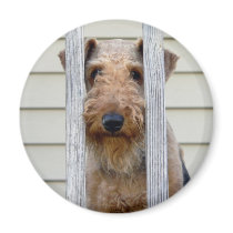 "In the Doghouse"