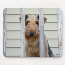 "In the Doghouse"