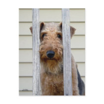 "In the Doghouse"