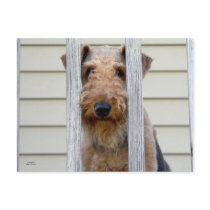 "In the Doghouse"