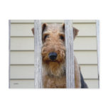 "In the Doghouse" postcards