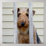 "In the Doghouse" Poster posters