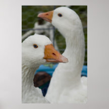 In the Fowl Barn Posters
