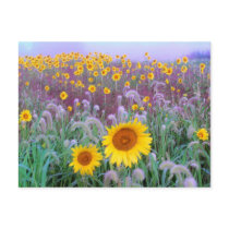In the morning post cards