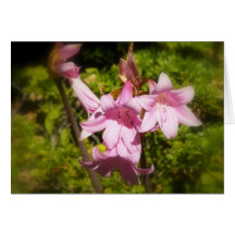 In The Pink Greeting Card