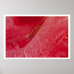 In the pink poster