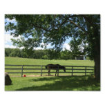 In the Shade 10x8 Photograph
