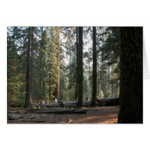 In the Sierra Neveda Card