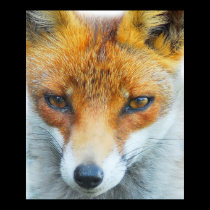In your face vixen posters