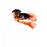 In Your Hands (Puppy) Shirt