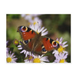 Inachis io post card