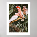 Inca Cockatoo posters