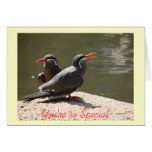 Inca Terns "You're so Special...Stay Here Forever" cards
