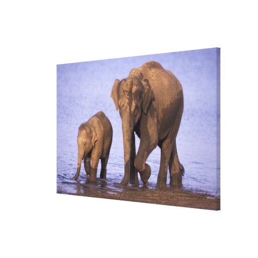 India, Nagarhole National Park. Asian elephant Stretched Canvas Print
