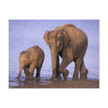 India, Nagarhole National Park. Asian elephant