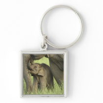 Indian / Asian Elephant and young one,Corbett 2 Key Chains