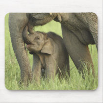 Indian / Asian Elephant and young one,Corbett 2 Mousepad