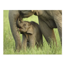 Indian / Asian Elephant and young one,Corbett 2 Post Cards