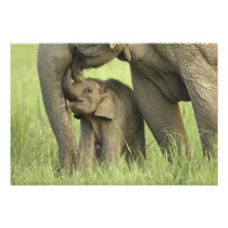 Indian / Asian Elephant and young one,Corbett