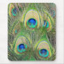 Indian Blue Peacock Feathers