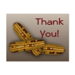 Indian Corn postcards