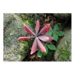 Indian Cucumber ~ ATC business cards