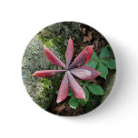 Indian Cucumber ~ button