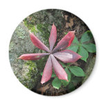 Indian Cucumber ~ magnet