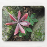 Indian Cucumber ~ mousepad