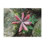 Indian Cucumber ~ postcard