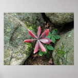 Indian Cucumber ~ print