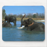 Indian Elephants lying down, bathing Mousepads